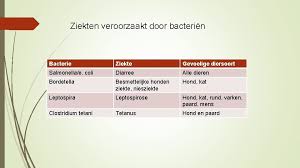 Escherichia coli (/ˌɛʃəˈrɪkiə ˈkoʊlaɪ/), also known as e. Microorganismen Inhoud Planning Terugblikvooruitblik Opdracht Video Powerpoint Kwartet