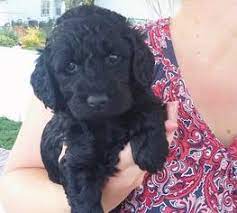 Find your new family member today, and discover the puppyspot difference. View Ad Goldendoodle Litter Of Puppies For Sale Near Minnesota Red Wing Usa Adn 14525