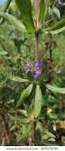 Image result for Hygrophila schulli