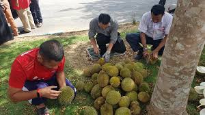 Maybe you would like to learn more about one of these? Rumah Kanak Kanak Sultanah Hajjah Kalsom Startseite Facebook