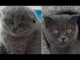 Eglenceli Kedi Videolari Oyuncu Iskoc Kediler Scottish Fold Kittens Funny Cats Funny Kediler Kittens Lenceli Oyuncu Scottish Videolar Cats Animals