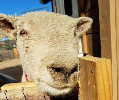 Located 45 minutes from downtown san diego, the oasis camel dairy is america's first camel milking farm. Oasis Camel Dairy Farm A Fun Family Friendly Day Trip