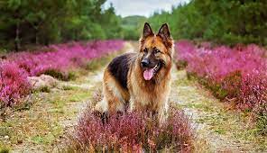 میگید چرا؟ در این ویدیو با ما همراه باشید تا پاسخ این سوال رو بگیرید. Ø¨Ø§Ù‡ÙˆØ´ ØªØ±ÛŒÙ† Ù†Ú˜Ø§Ø¯ Ø³Ú¯ Ù‡Ø§ Ø¯Ø± Ø¯Ù†ÛŒØ§ Ùˆ ÙˆÛŒÚ˜Ú¯ÛŒ Ù‡Ø§ÛŒ Ù…Ù†Ø­ØµØ±Ø¨Ù‡ ÙØ±Ø¯ Ø¢Ù†Ù‡Ø§ Ú†Ø·ÙˆØ±