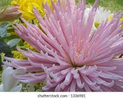 Fuji Mums Flower High Res Stock Images Shutterstock