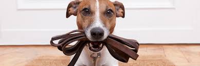 See more ideas about animal pictures, animals beautiful, cute animals. Bmel Pets And Zoo Animals