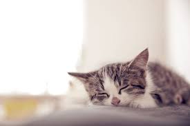 Maybe you would like to learn more about one of these? What To Say When A Pet Dies Animal Afterlife Communication