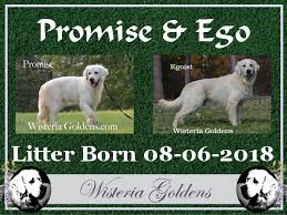 Professional and hobby dog breeders can advertise their puppies for sale online on our free classifeds website. Wisteria Goldens English Cream Golden Retriever Puppies For Sale English Cream Golden Retriever Puppy Puppies For Sale Puppies