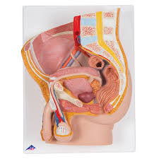 anatomical teaching models plastic human pelvic models