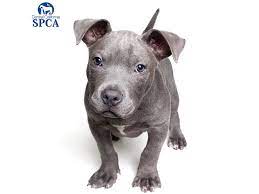 We did not find results for: Blue Is A 2 Month Old Male Grey Pitbull Terrier Mix Central California Spca Fresno Ca