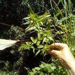 Image result for Conostomium