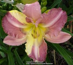 Daylily (Hemerocallis 'Edith Bernhardt') in the Daylilies Database