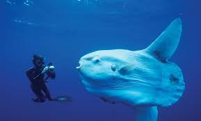 Molidae, the family of ocean sunfishes. Bony Sunfish The Heaviest Bone Fish In The World Free The Ocean In 2021 Deep Sea Creatures Sea Creatures Deep Sea Life
