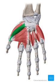 Mastering anatomy begins with an exceptional atlas. Upper Limb Muscles And Movements Anatomy Kenhub