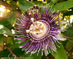 Image result for Passifloraceae