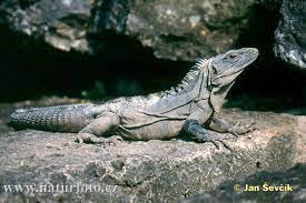 Black Iguana Reptiles And Amphibians Reptiles Iguana