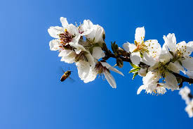 Discount99.us has been visited by 1m+ users in the past month Almond Tree Flowers Bee Almond Nature Branch Blossom Blooming Bloom Season Pxfuel