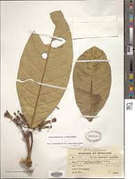 Image result for Tabernaemontana crassa