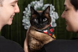 Got some grinchy kitteh pics this weekend with Annabelle! Pretty sure I  heard her call me a ho ho ho. 🤨