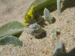 Image result for Arctotheca populifolia