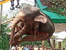An elephant of north indian origin with good nilavu. Kerala S Star Elephants Are A Jumbo Hit On The Internet Times Of India
