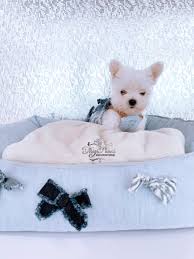 Rare Tiny White Yorkie Puppy For Sale Tiny Paws