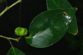 Image result for Heywoodia lucens