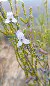 Image result for Cyphia