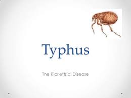 People become infected when they come into contact with fleas infected with the bacteria that cause endemic typhus fever. Typhus