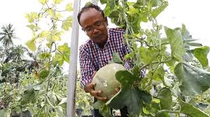 Varieti yang ditanam adalah glamour. Hamid Bangkit Kembali Bersama Rock Melon