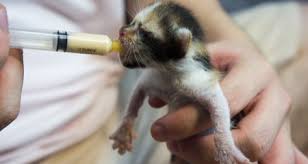 Combination feeding, like free feeding, can often lead to overeating and obesity, so it is important to. How To Tube Feed A Kitten Petcoach