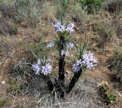 Image result for Xerophyta retinervis