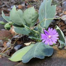 Image result for Corbichonia decumbens