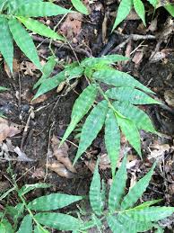 Image result for Oplismenus undulatifolius