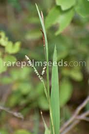 Image result for Urochloa eminii