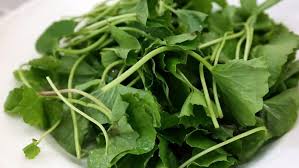 Pokok ulam raja episod 36 khasiat ulam raja untuk lebih sihat загрузил: Selain Sedap Di Makan Setiap Ulam Juga Ada Khasiat Tertentu Nombor 7 Tu Sentiasa Jadi Pujaan Ramai Keluarga