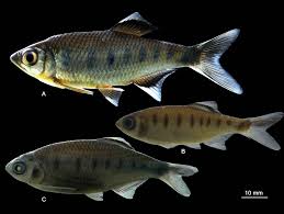 They are not often found in the aquarium fish. Figure 9 Barilius Bakeri A In Barilius Ardens Teleostei Cyprinidae A New Species From The Western Ghats India With Redescription Of B Malabaricus And B Canarensis Zenodo
