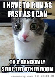 Pin By Victoria Smith On Laughs Funny Pictures Funny Cats Funny Cat Memes