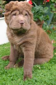 Chocolate Bear Coat Shar Pei Shar Pei Puppies Cute Baby Animals Shar Pei Dog