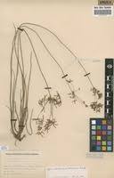 Image result for Cyperus derreilema