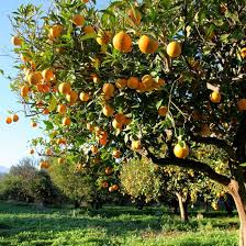 See more ideas about fruit trees, orchard garden, garden planning. Mother Earth Living Fruit Trees Backyard Fruit Tree Garden Backyard Orchard