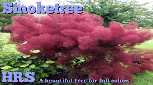 Check spelling or type a new query. Royal Purple Smoketree Cotinus Coggygria Colorful Fall Tree Youtube