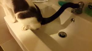 caught my cat peeing in the sink