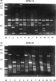 Image result for Striga aspera