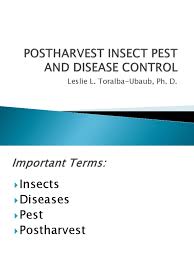 With the help of this remarkable modern technology, we can develop crops that are resistant to biotic stresses like pests, diseases and weeds; Postharvest Insect Pest And Disease Control Fungicide Infection