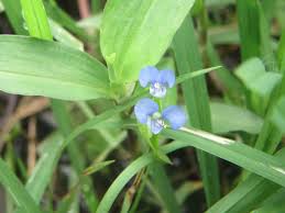 Image result for Commelina reptans