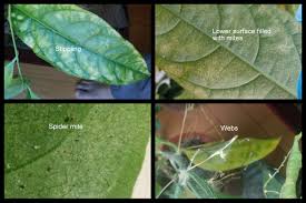 They feed on the chlorophyll within your plant. Spider Mites On My Houseplants Microcosmos