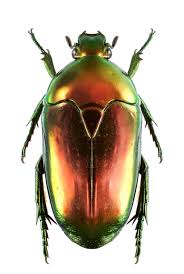 Black Beetle Bug In House Poecilopharis Curtisi Beetle Insect Beetle Art Beetle Illustration