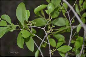 Image result for Pleurostylia