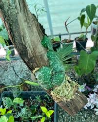 Image result for Selaginella imbricata
