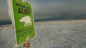 And when you hear horns, you walk away and let the bear catchers do their job. Why Polar Bears Have Become Frequent Visitors To This Canadian Town The Weather Channel Articles From The Weather Channel Weather Com